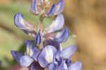 Skyblue lupine